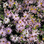 800px-Aromatic_Aster_-_Aster_oblongifolius_-_2