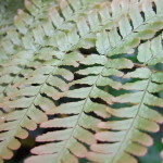 800px-Autumn_Brilliance_Fern_close-up