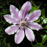 800px-Clematis_'Nelly_Moser'