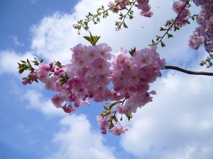 800px-Flowering_cherry_bloom