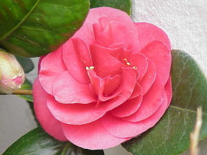 Camellia “Korean Fire”