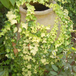 English ivy 'Buttercup'