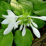 hosta_plantaginea_gran