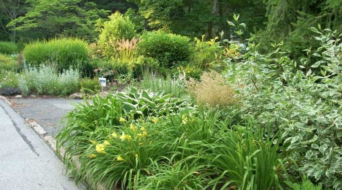 Naturalized garden in Philadelphia