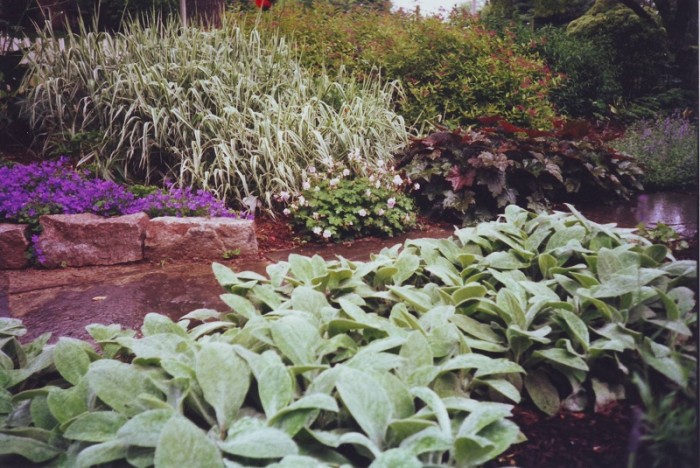 a mixed border of flora