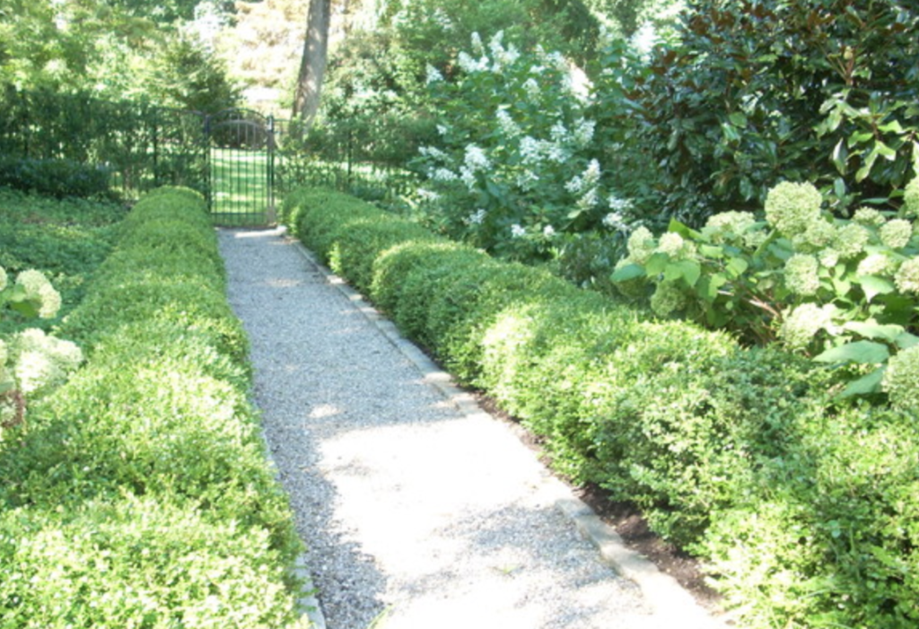 a clean pathway lined with bushes