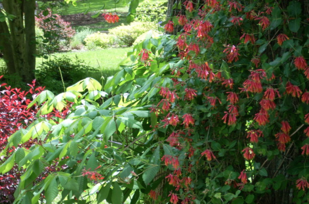 Beautiful Garden along the Main Line