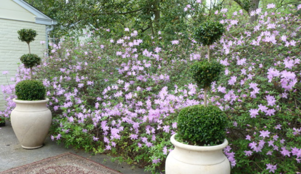 Main line garden of purple flowers