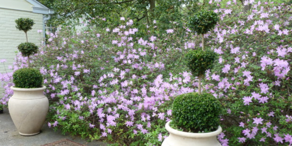 Philadelphia garden with purple flowers and clean bush designs