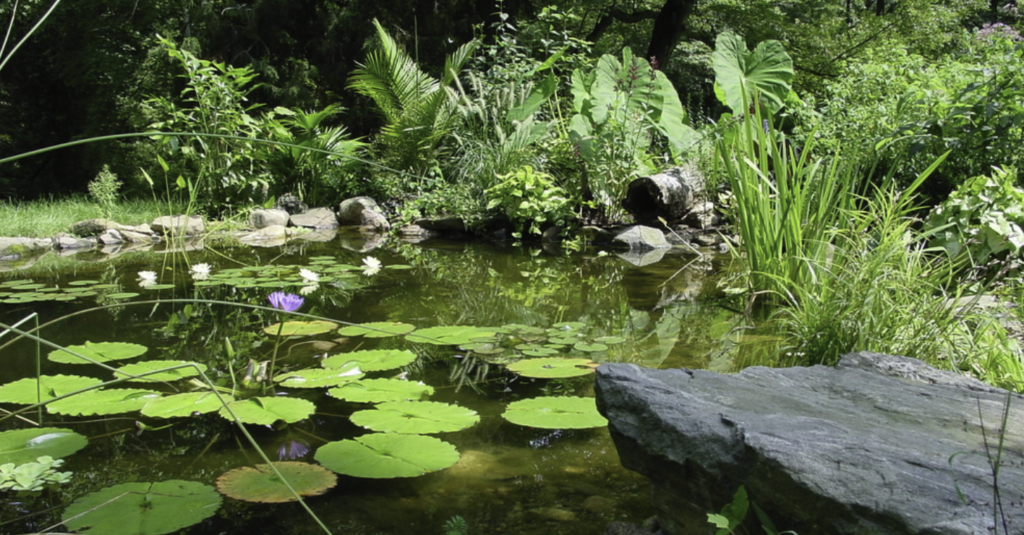 Landscaped pond in Bala-Cynwyd